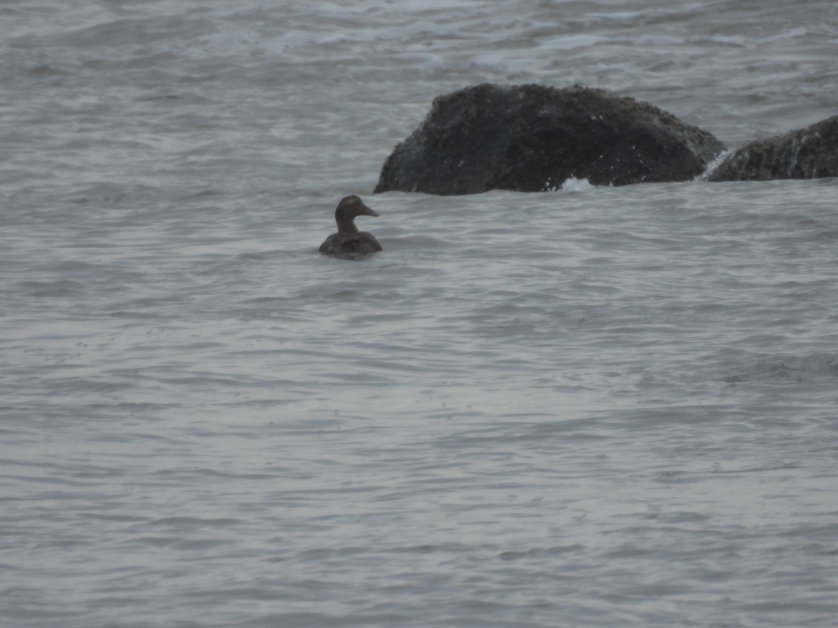 Common Eider - ML646711180