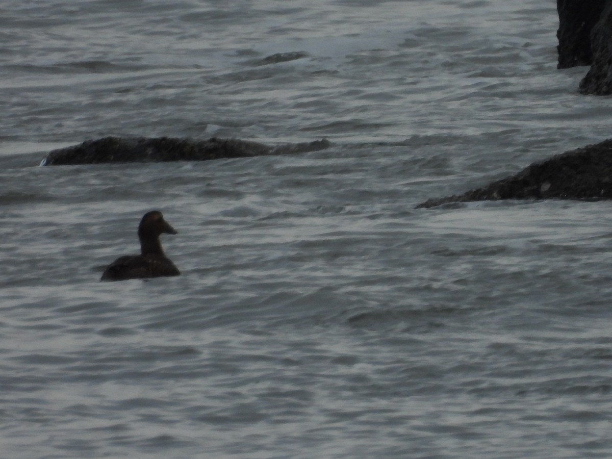 Common Eider - ML646711181