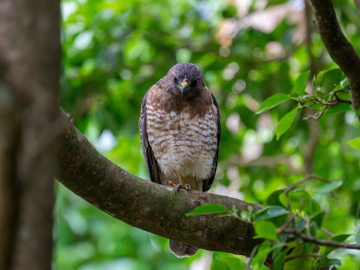 Канюк ширококрилий [група antillarum] - ML646711182