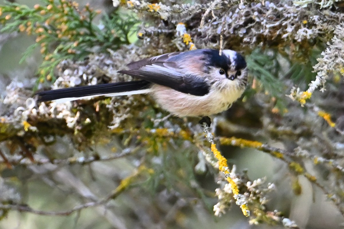 Ополовник - ML646711185