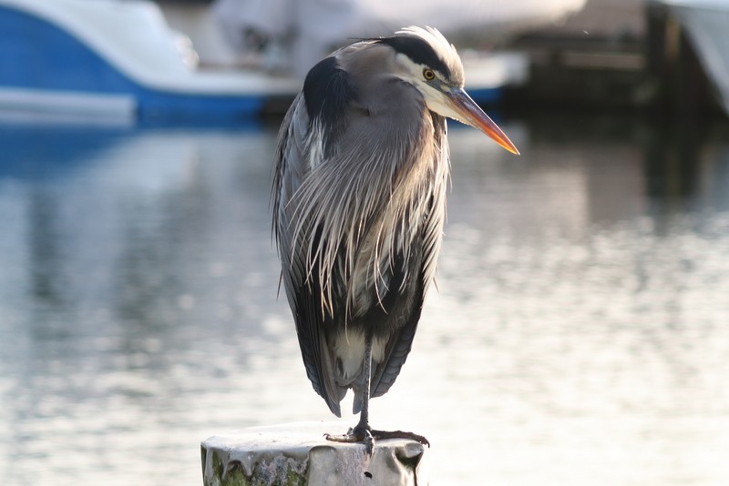 Great Blue Heron - ML646711186