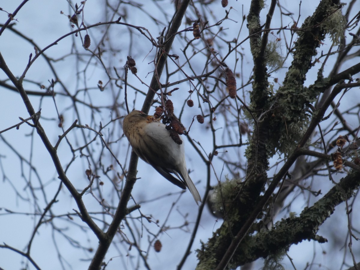 Redpoll (Lesser) - ML646711188