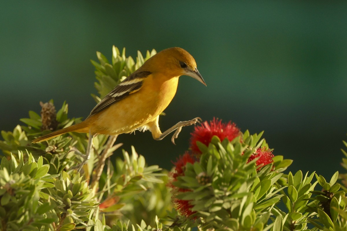 Baltimore Oriole - ML646711189