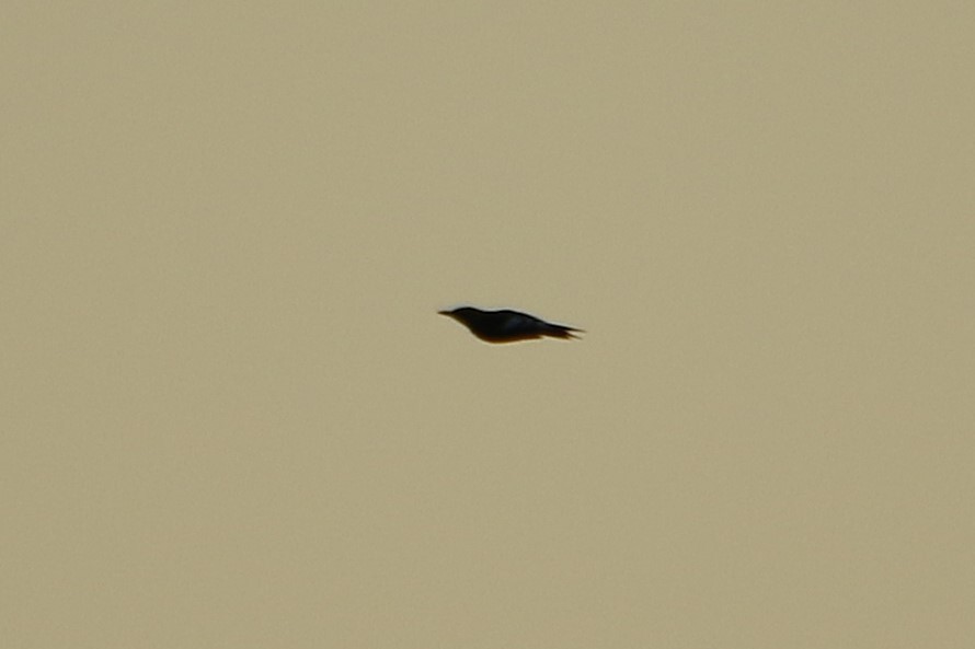 ズアカキツツキ - ML646711191