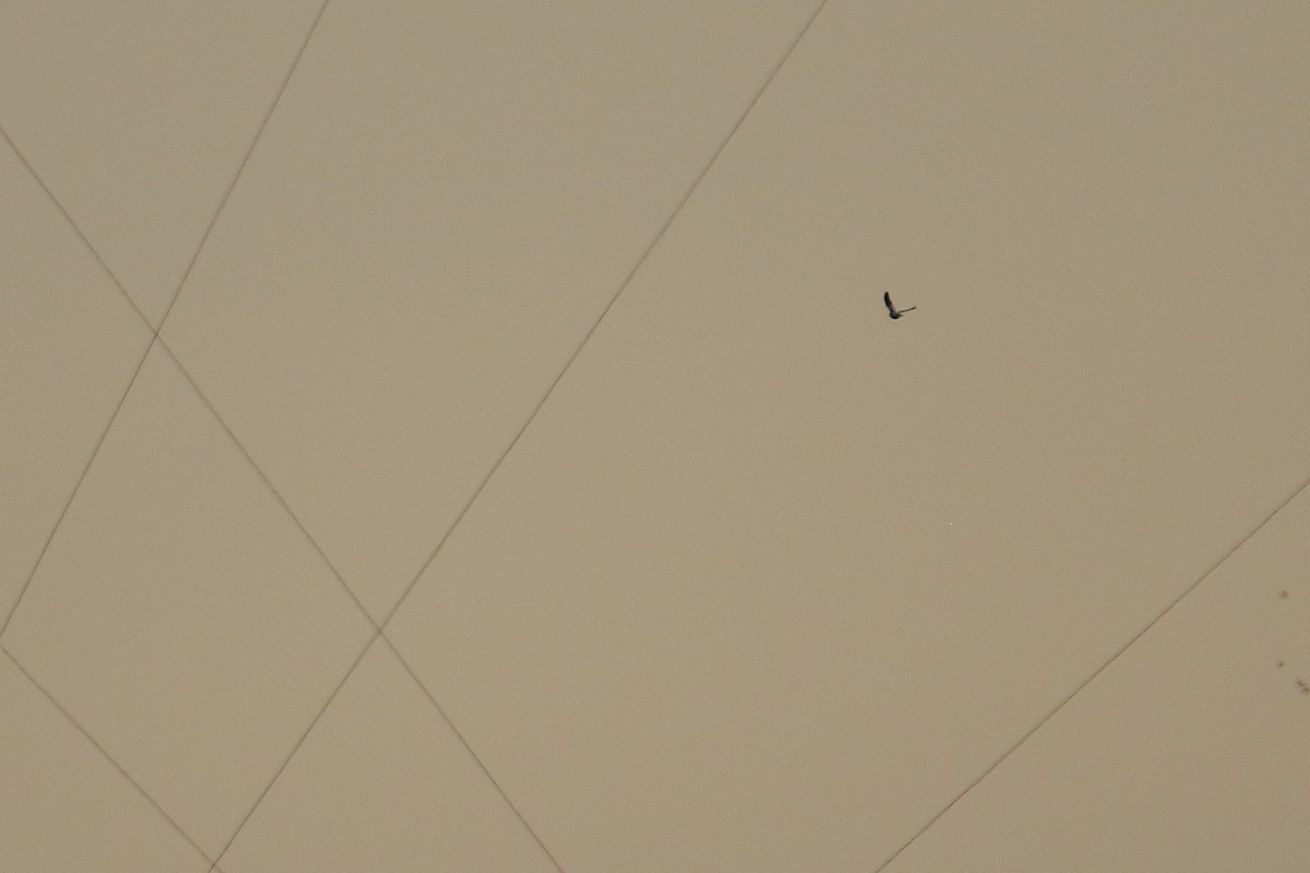 ズアカキツツキ - ML646711192