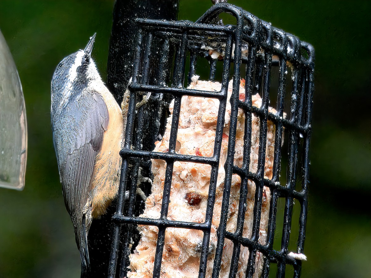 Kanada Sıvacısı - ML646711193