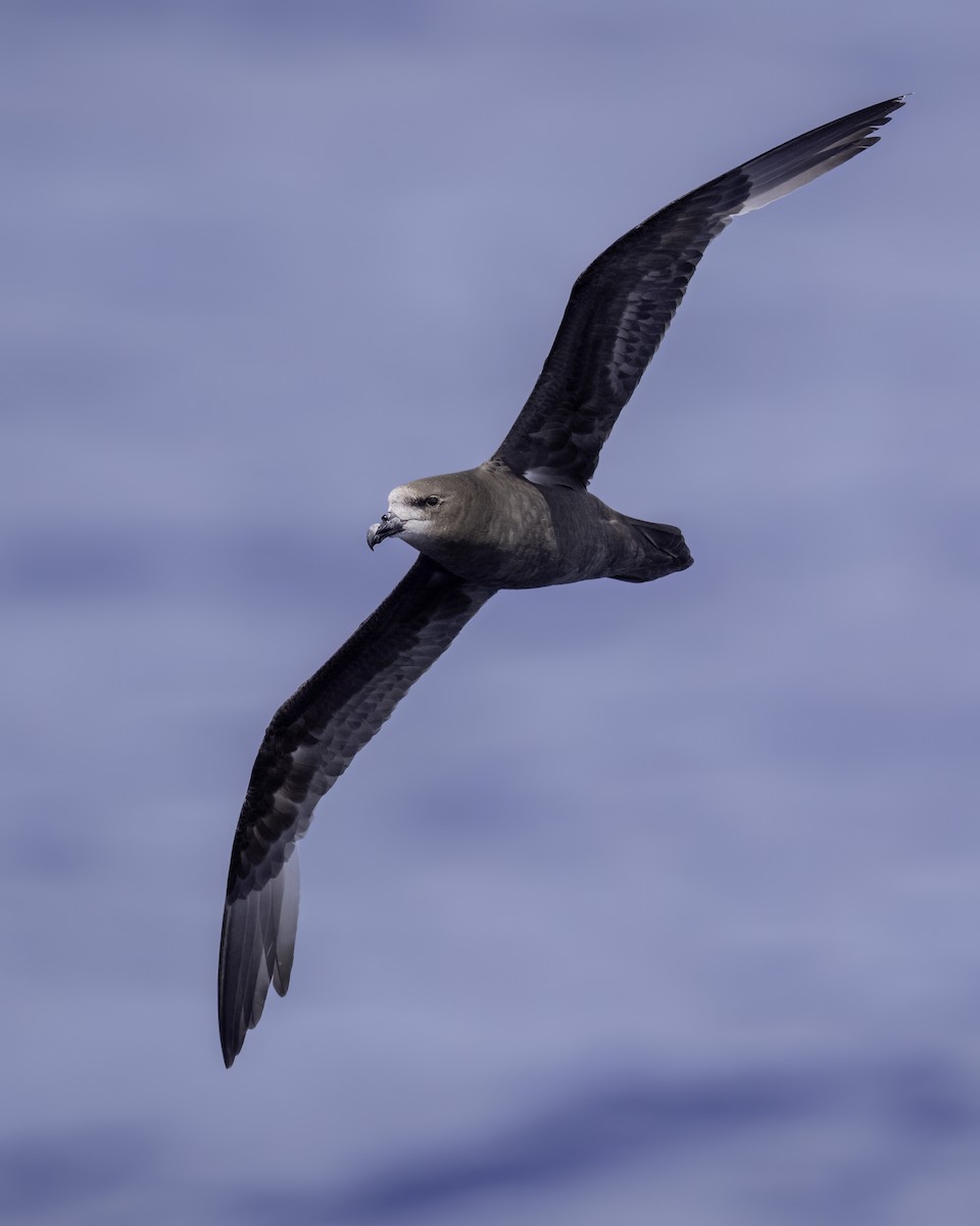 buřňák šedolící - ML646711197