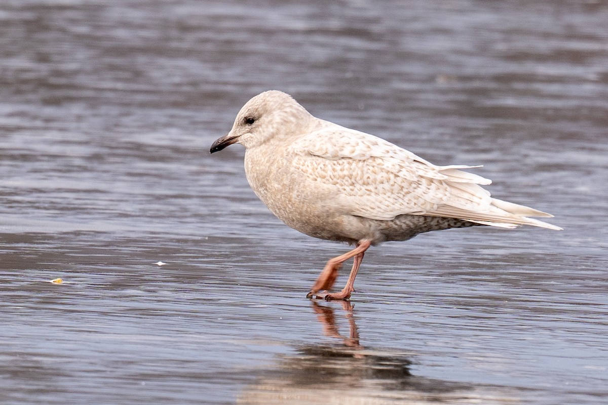 Iceland Gull - ML646711199