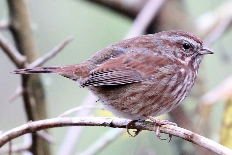 Song Sparrow - ML646711201