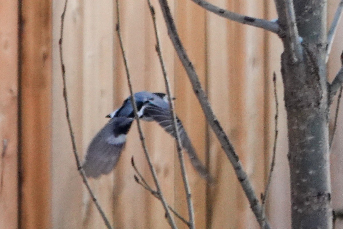 Повзик каролінський - ML646711202