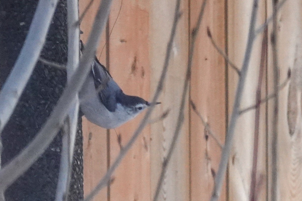 Повзик каролінський - ML646711203