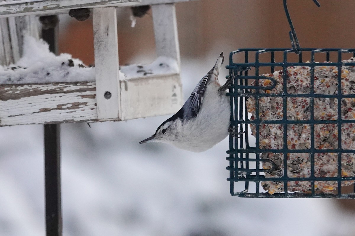 Повзик каролінський - ML646711204