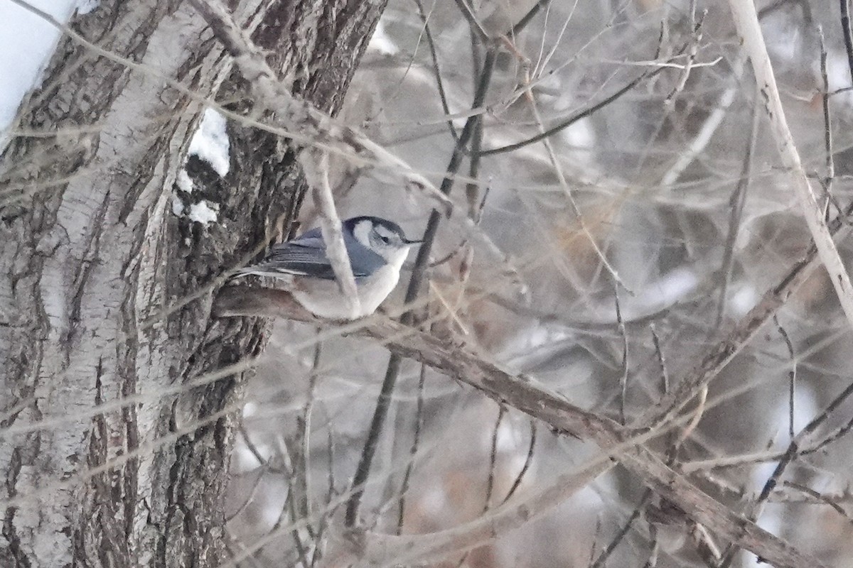 Повзик каролінський - ML646711205