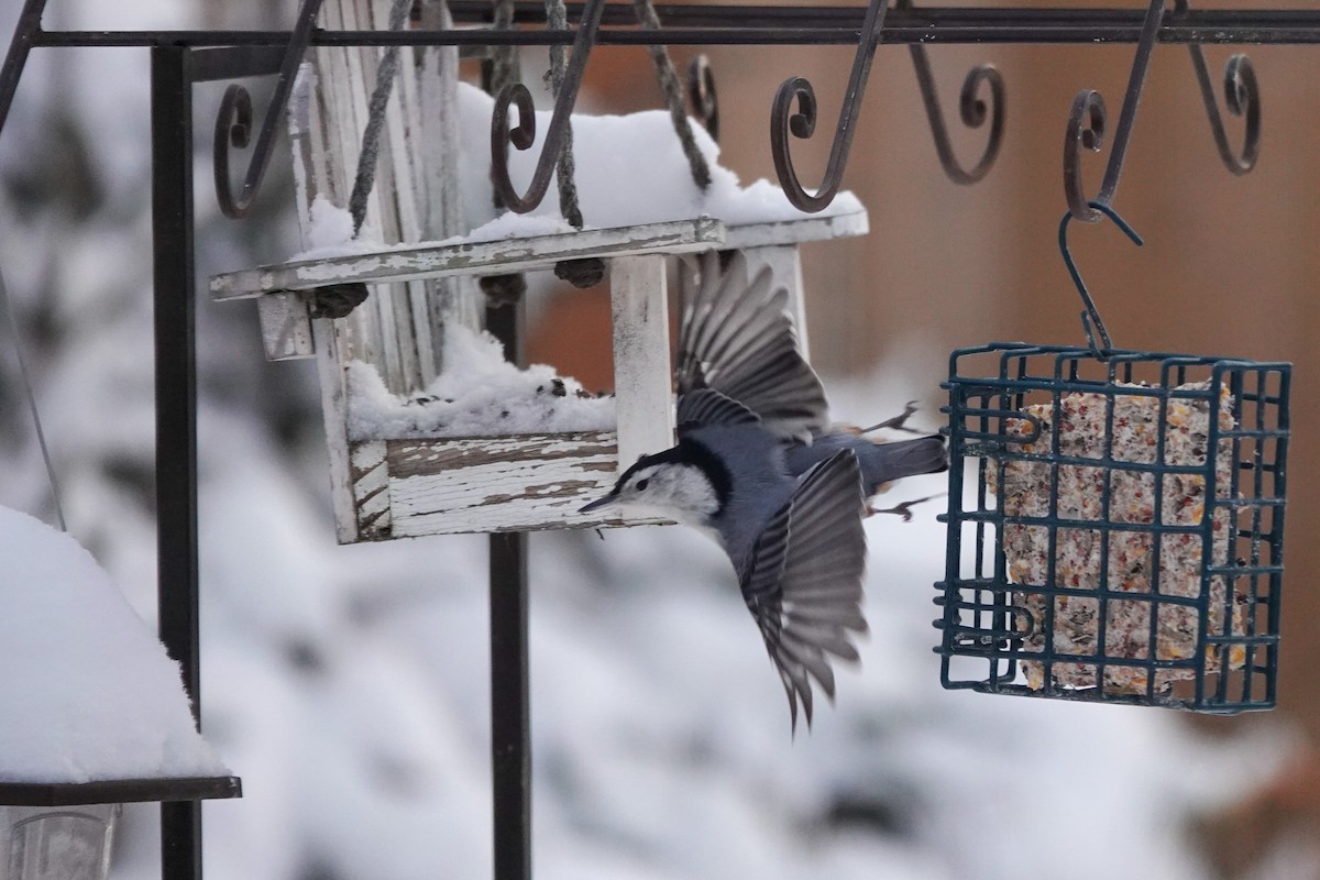 Повзик каролінський - ML646711206