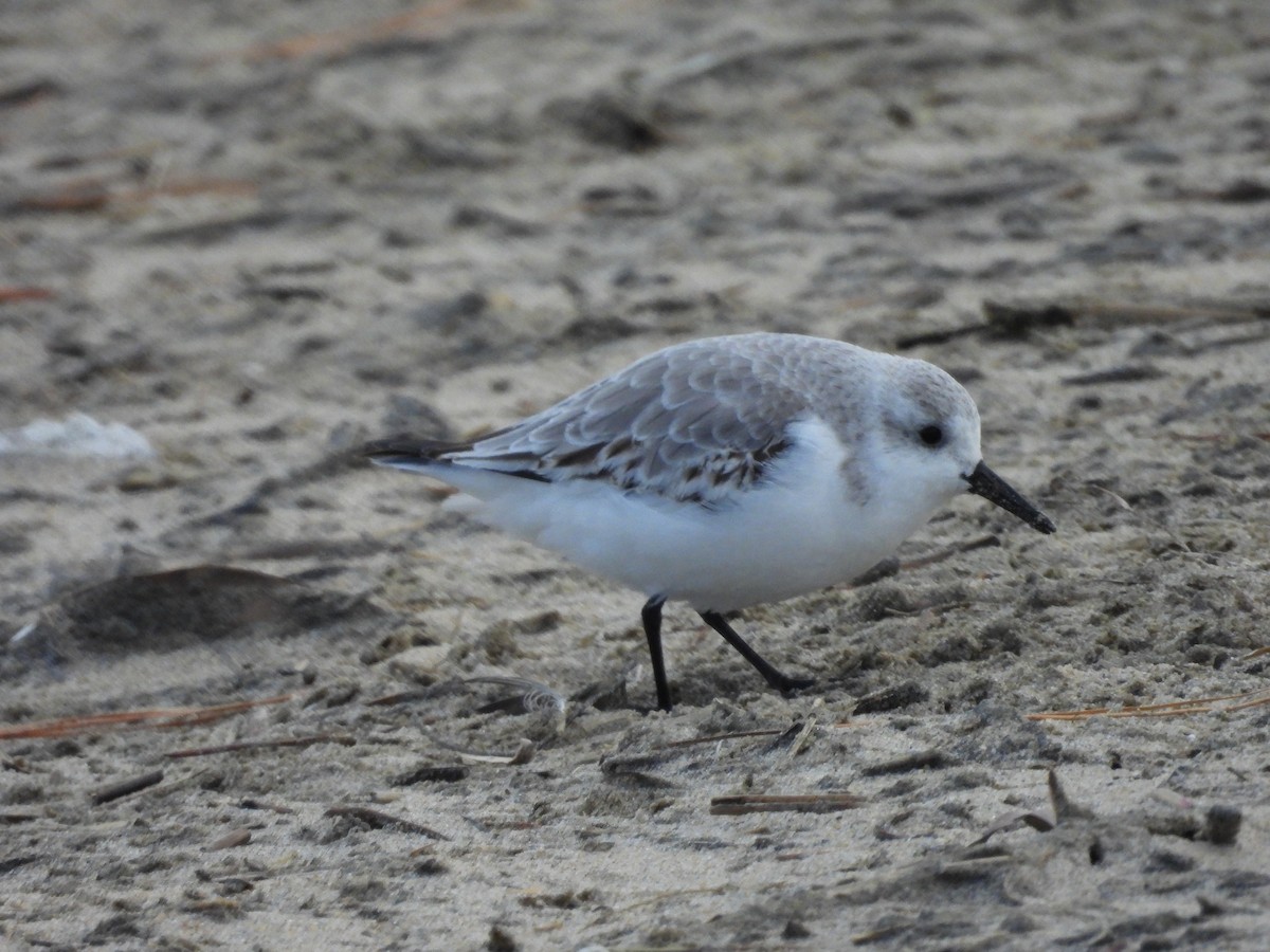Sanderling - ML646711207