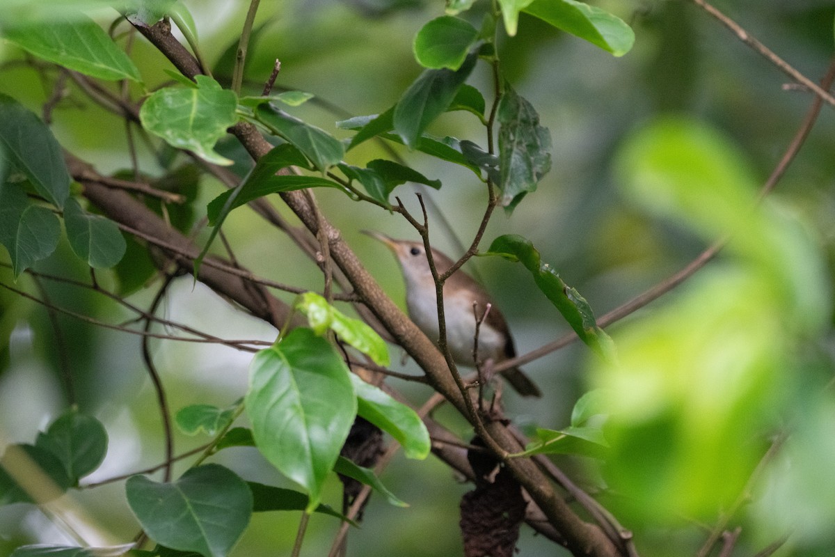 St. Lucia Wren - ML646711208