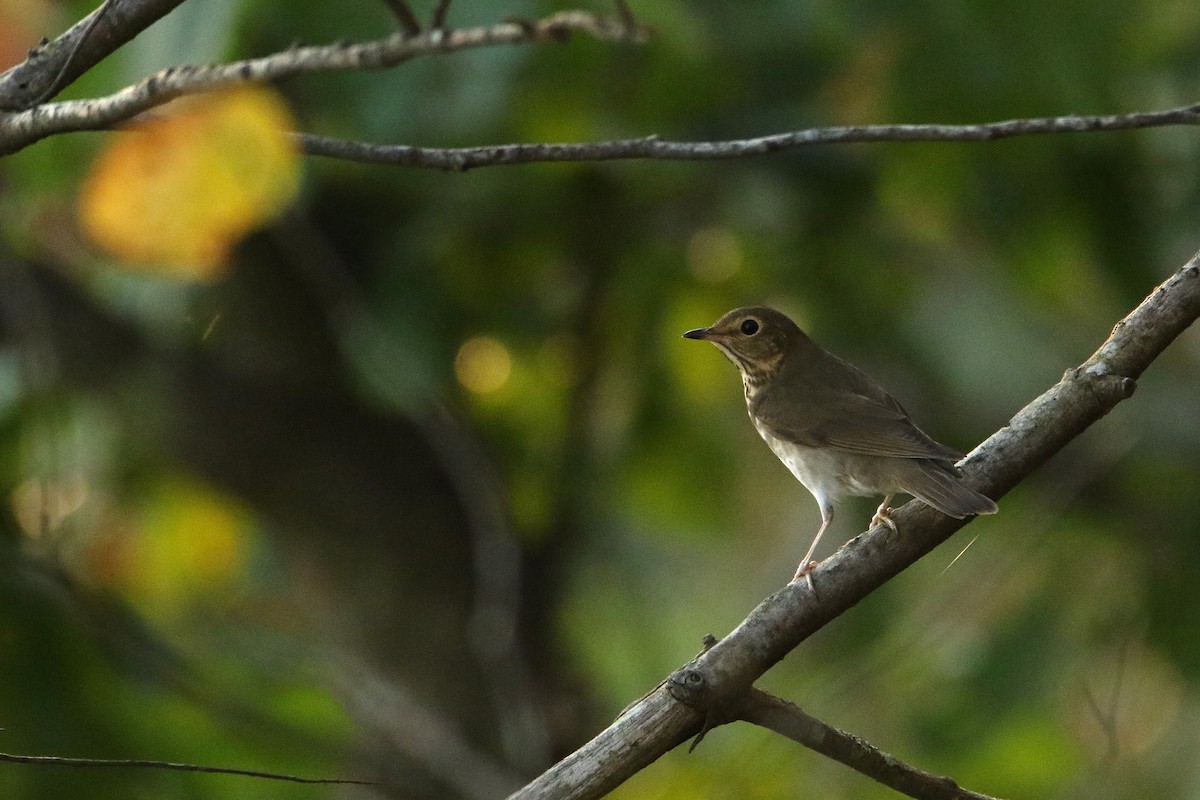 オリーブチャツグミ - ML646711209