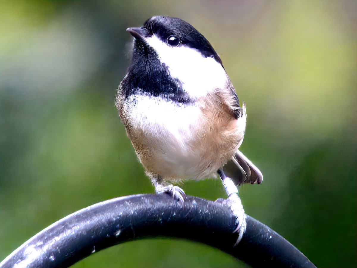 Amerika Baştankarası - ML646711211