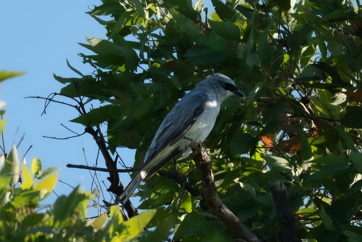 White-bellied Cuckooshrike - ML646711214