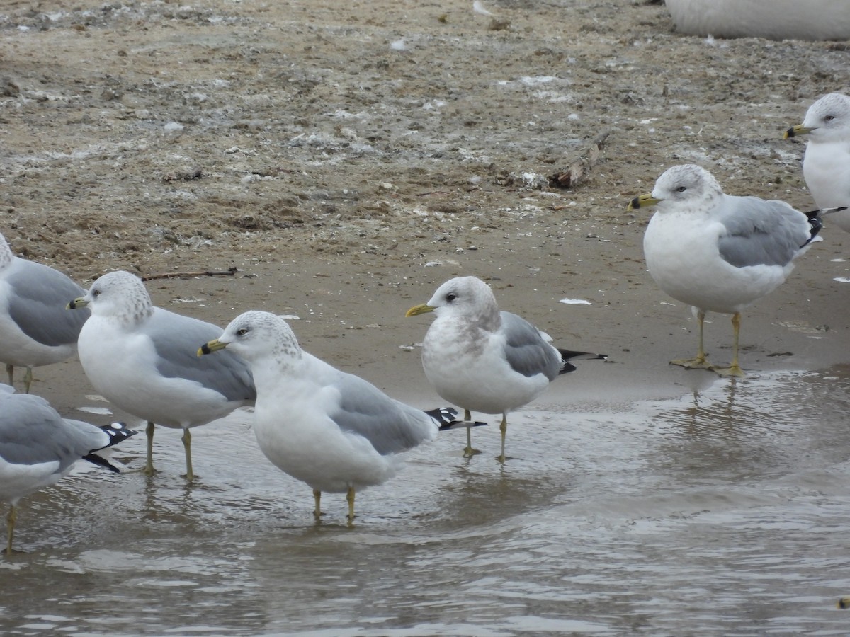 Мартин сивий аляскинський - ML646711216