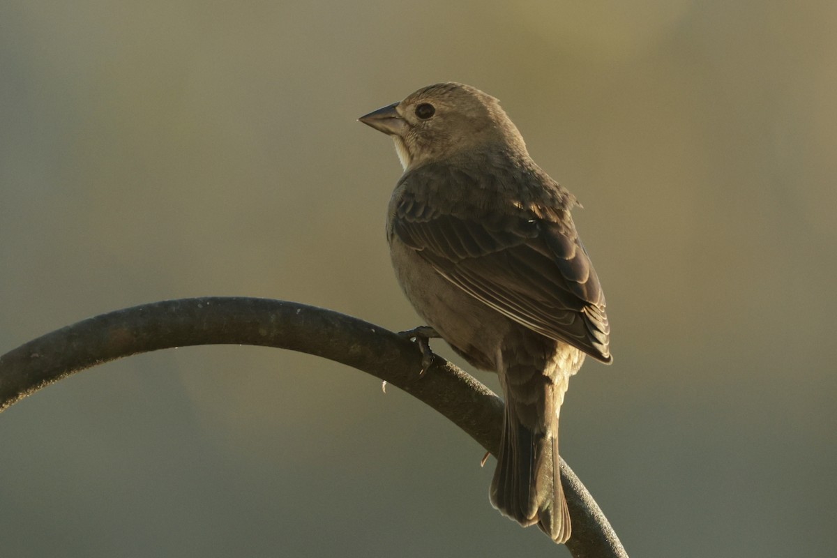 Brown-headed Cowbird - ML646711217