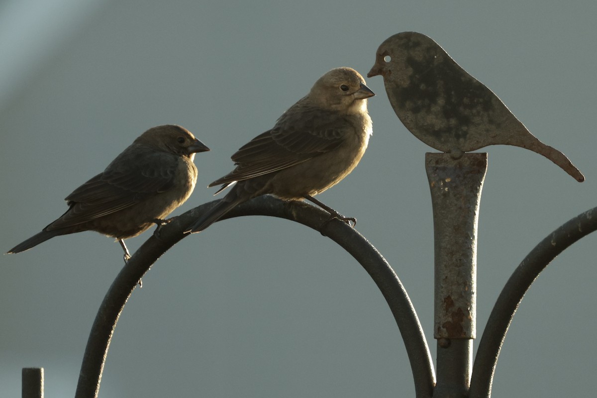 Brown-headed Cowbird - ML646711218