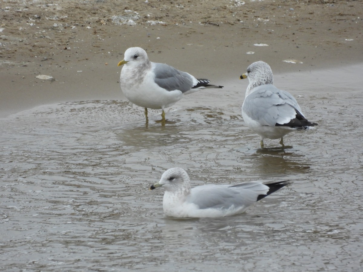 Мартин сивий аляскинський - ML646711219