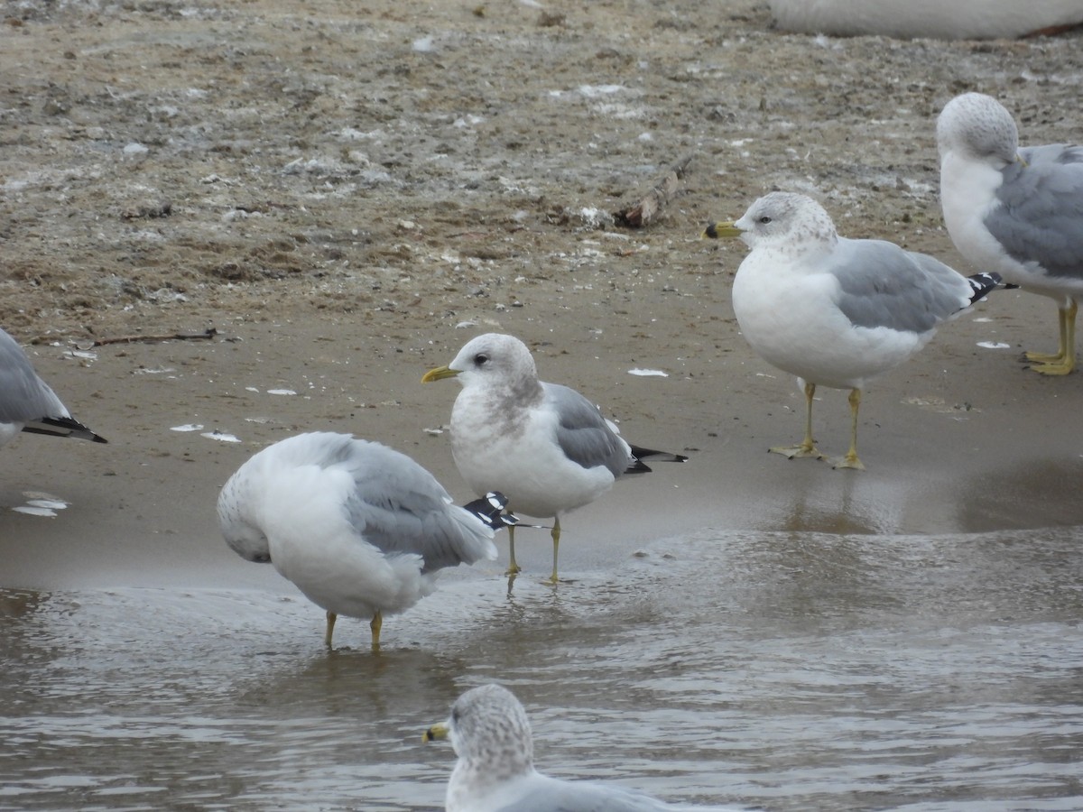 Мартин сивий аляскинський - ML646711220