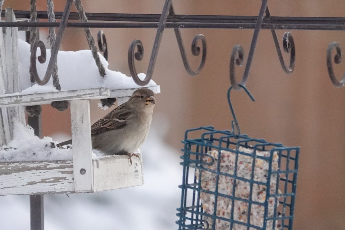 Горобець хатній - ML646711222