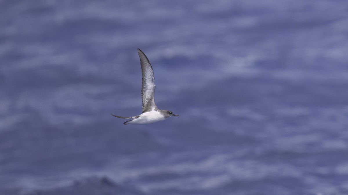 buřňák maorský - ML646711223