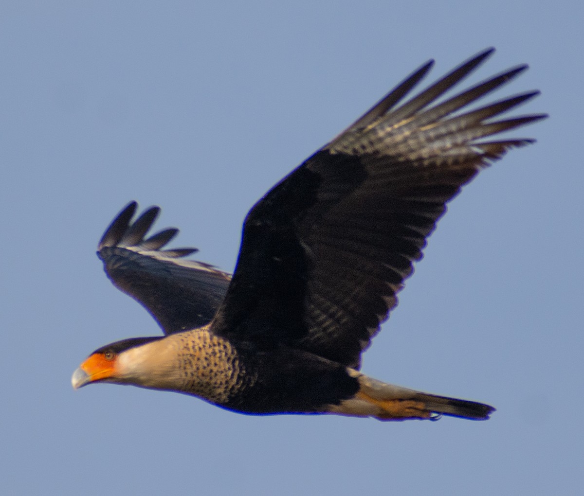 Crested Caracara - ML646711224