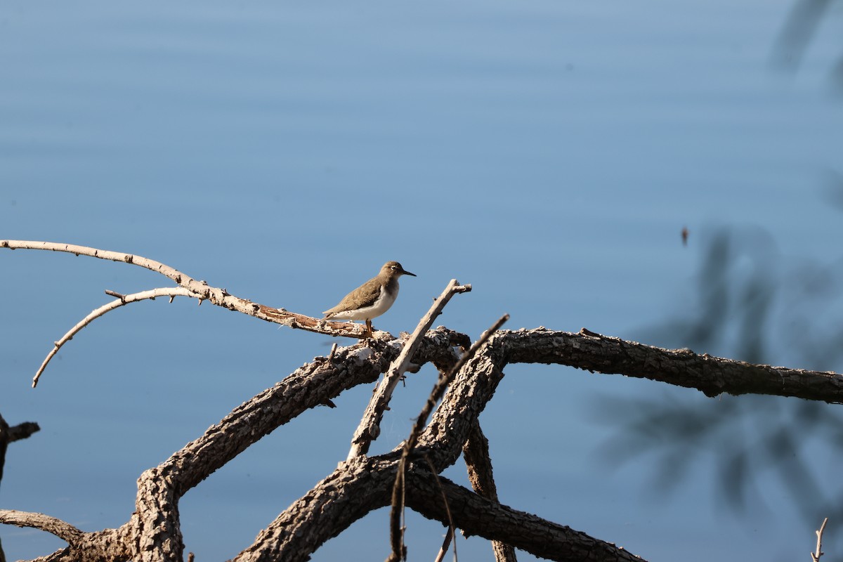 Пятнистый перевозчик - ML646711225