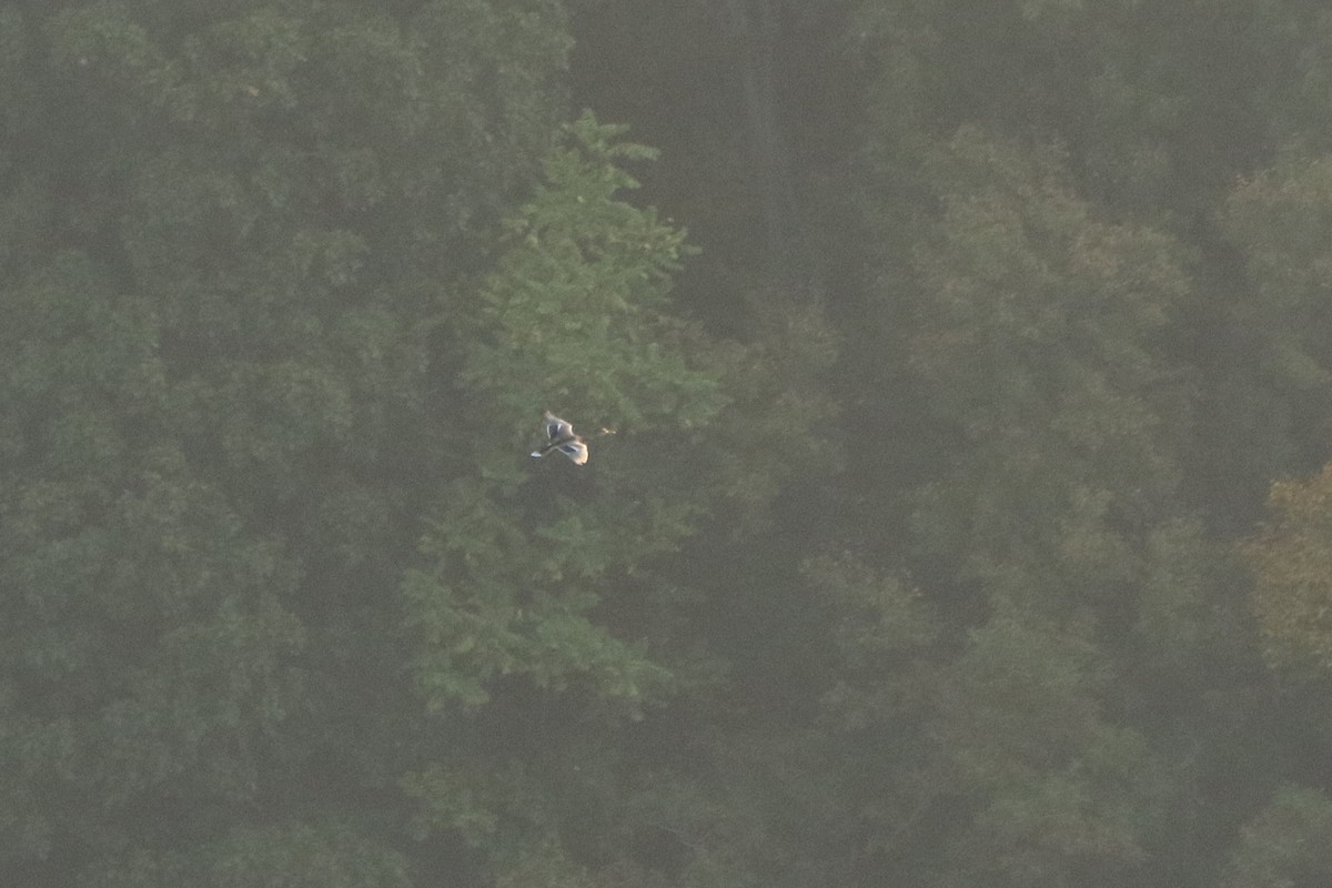 マガモ - ML646711226