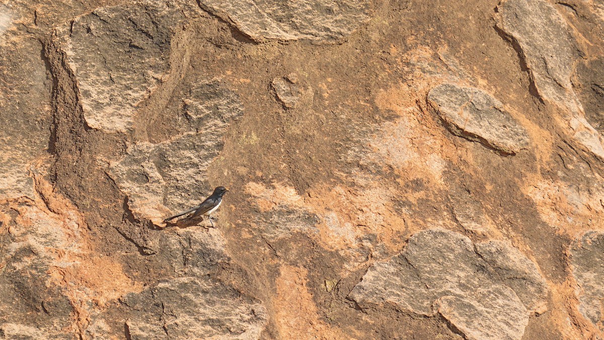 Willie-wagtail - ML646711229