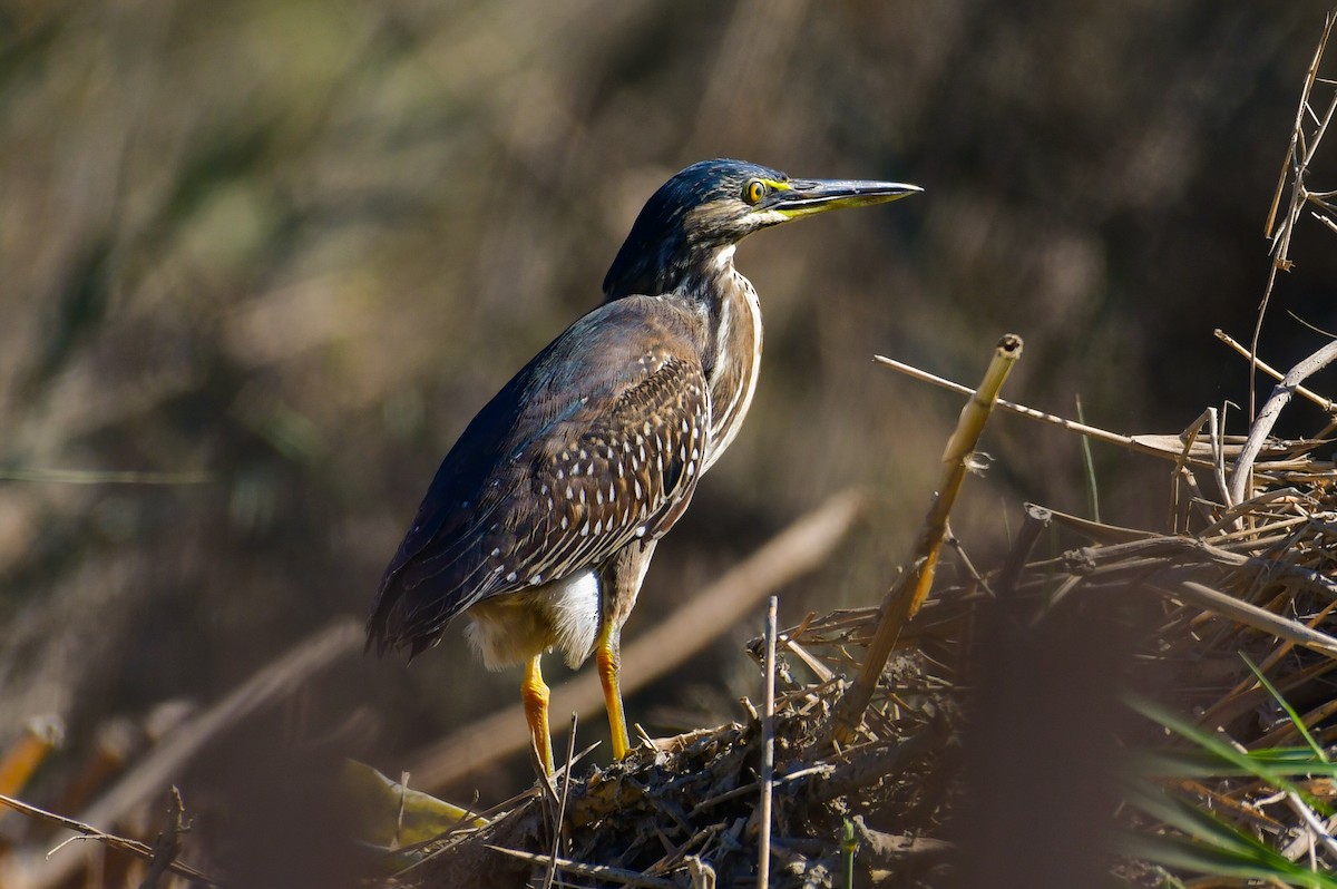 綠簑鷺 - ML646711238