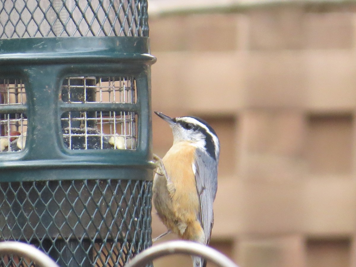Red-breasted Nuthatch - ML646711241