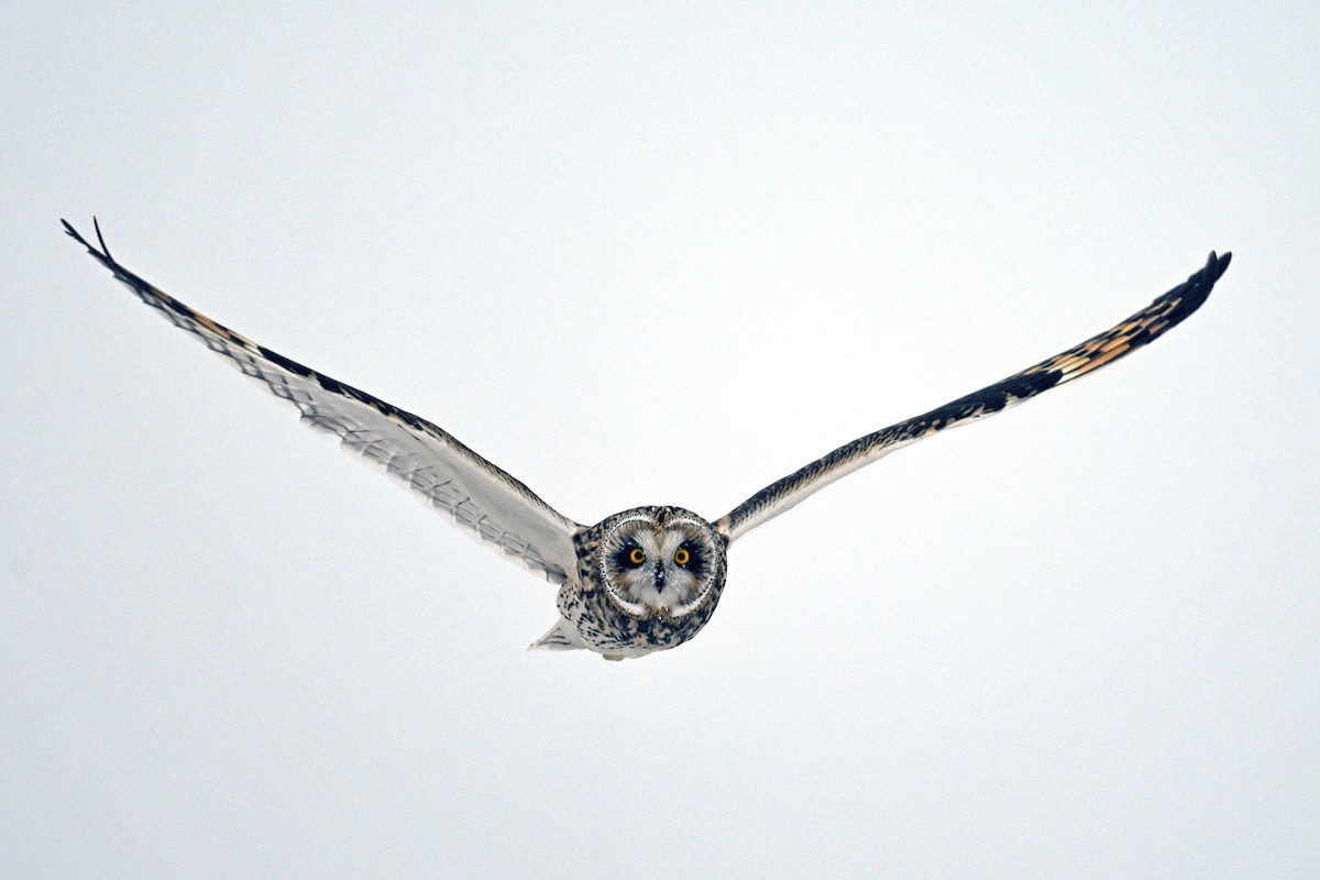 Zingira-hontza - ML646711245