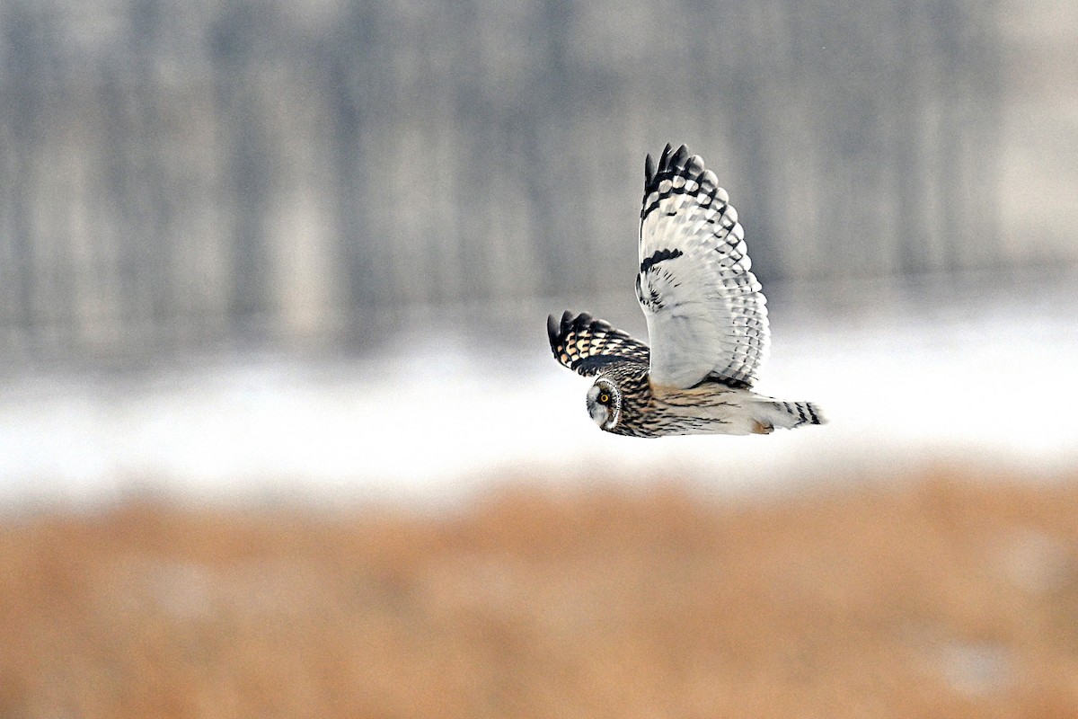 Zingira-hontza - ML646711248