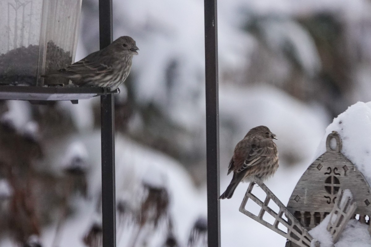 Чечевиця садова - ML646711249