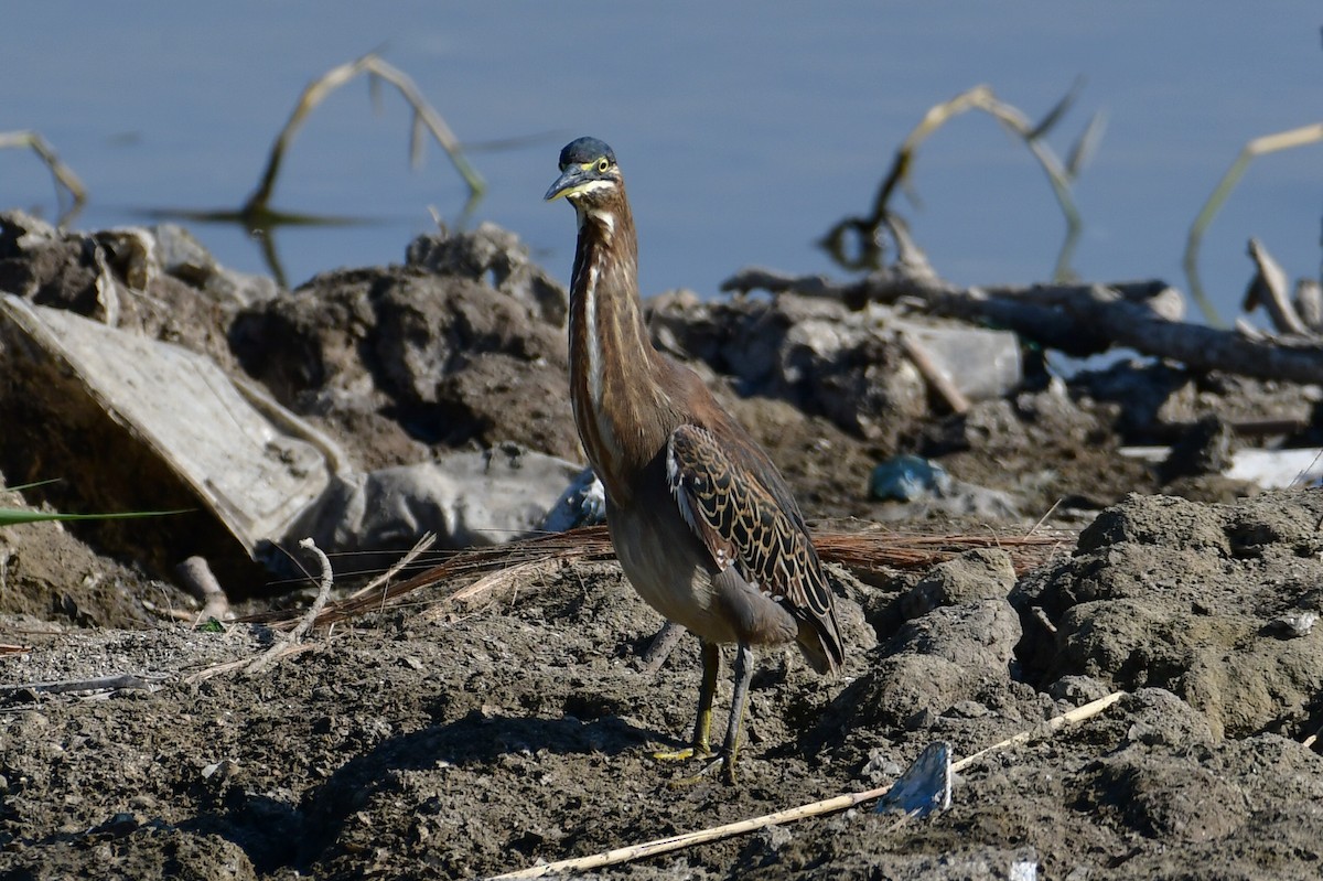 綠簑鷺 - ML646711252