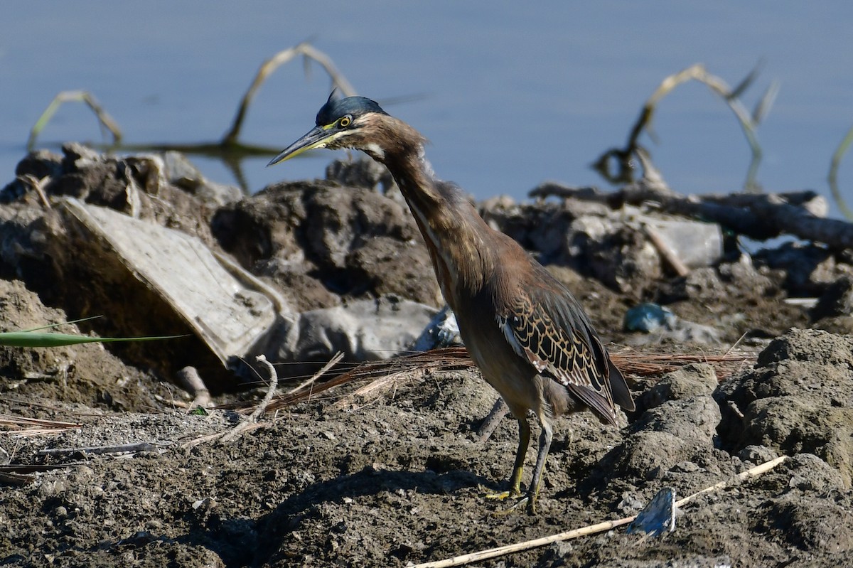 綠簑鷺 - ML646711253