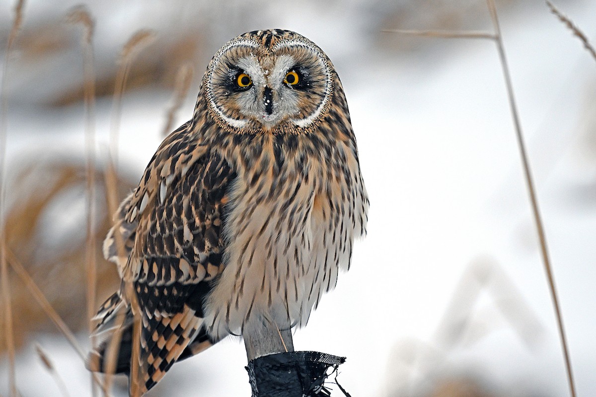 Zingira-hontza - ML646711254