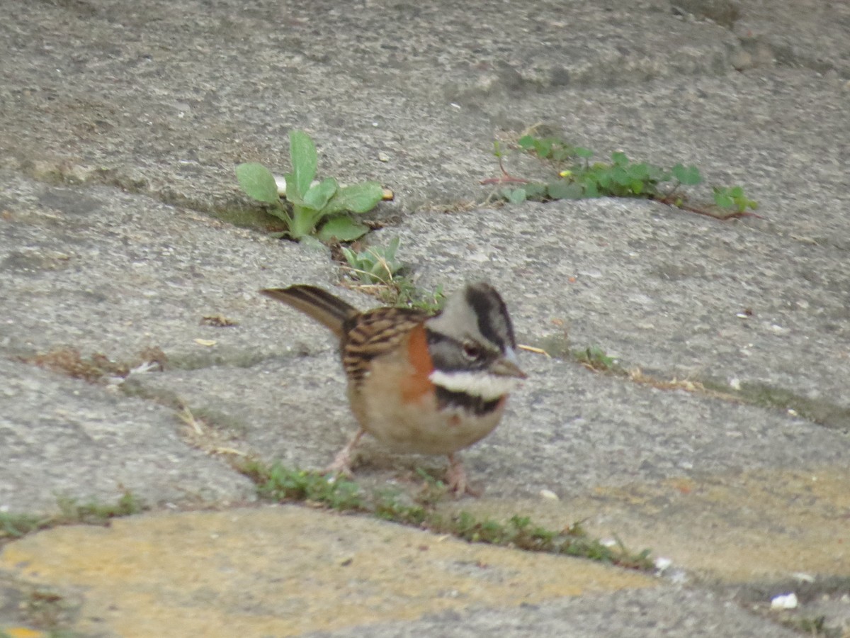 Rufous-collared Sparrow - ML646711259