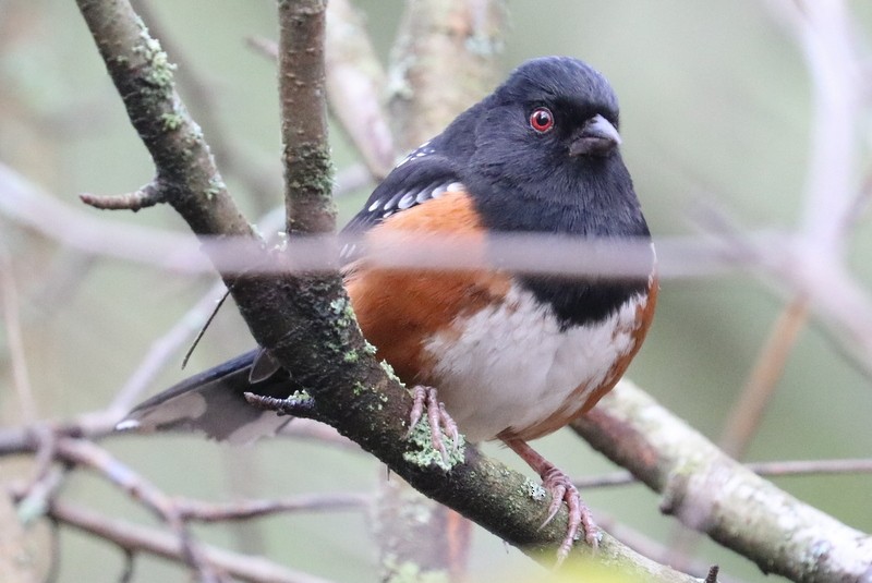 Spotted Towhee - ML646711260