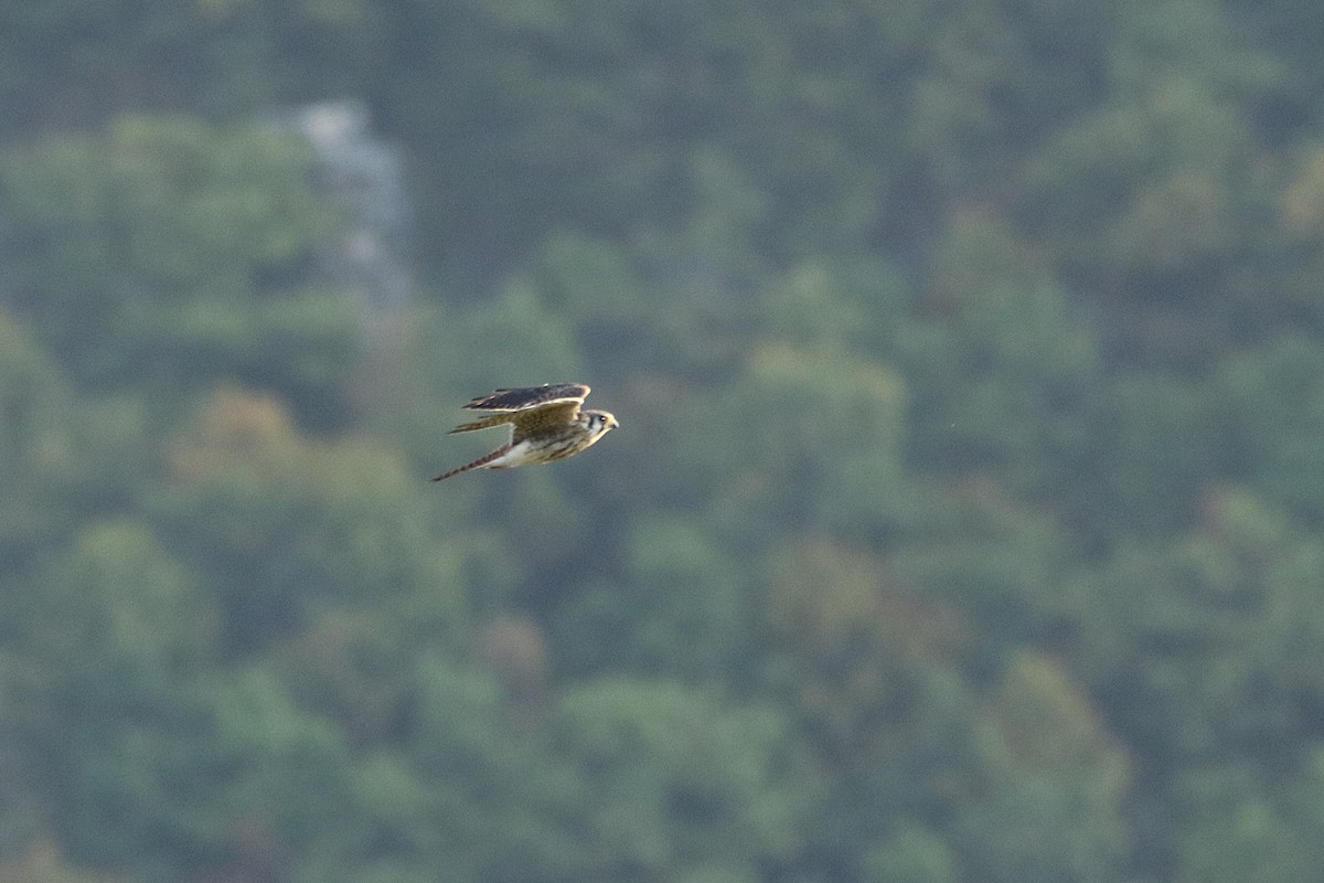 アメリカチョウゲンボウ - ML646711264