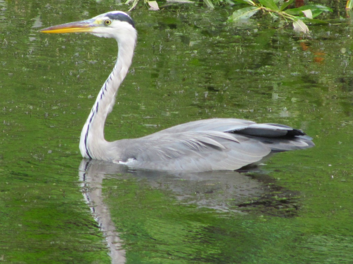 Airone cenerino - ML646711265