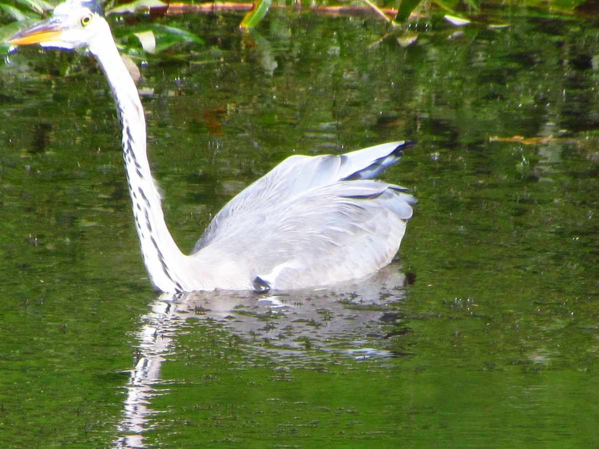 Airone cenerino - ML646711266