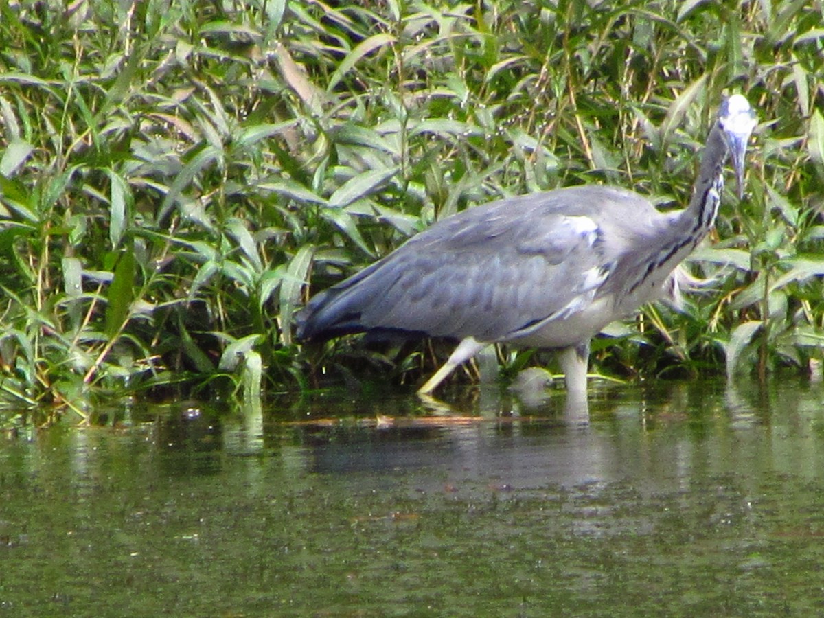 Airone cenerino - ML646711267