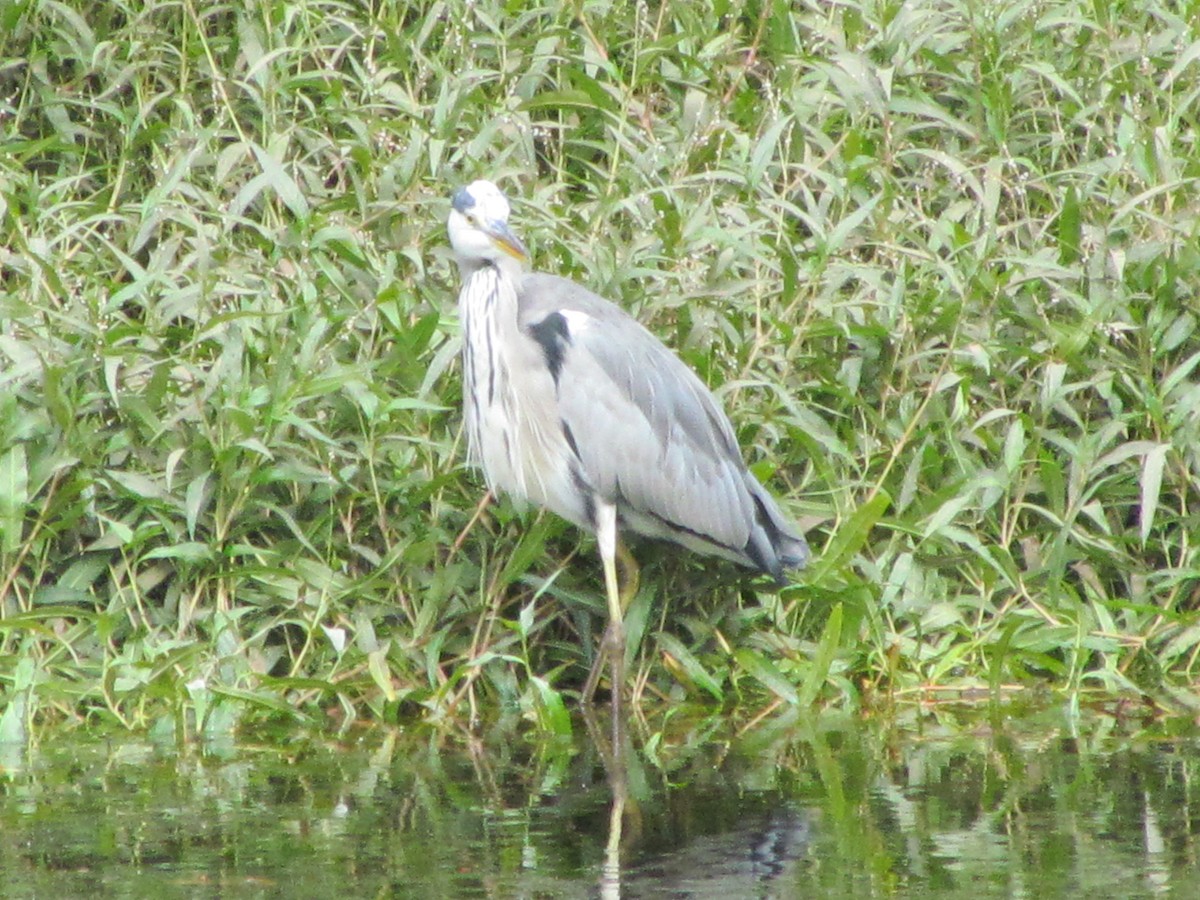 Airone cenerino - ML646711268