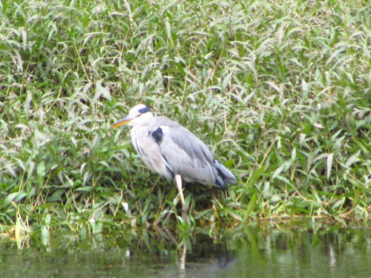 Airone cenerino - ML646711269